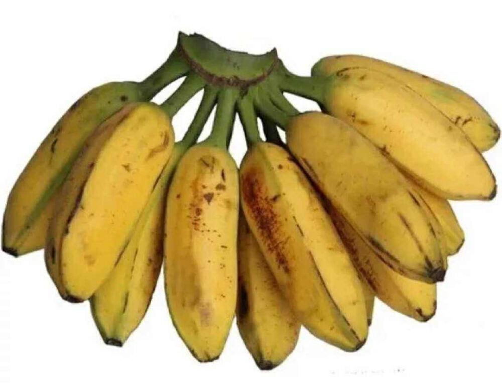 芭蕉,甘蕉，板蕉，牙蕉的升糖指数(GI值),升糖负荷(GL值)热量,蛋白质含量,碳水化合物含量,嘌呤含量