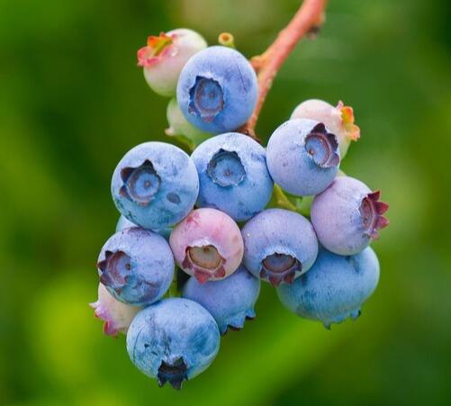 野生蓝莓,笃斯,笃柿,嘟嗜,都柿,甸果,笃斯越桔,越桔,越橘的升糖指数(GI值),升糖负荷(GL值)热量,蛋白质含量,碳水化合物含量,嘌呤含量