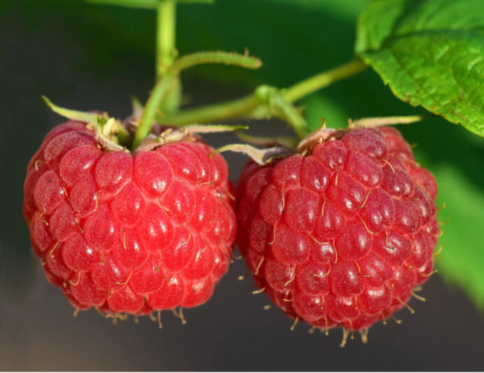 野莓,木莓的升糖指数(GI值),升糖负荷(GL值)热量,蛋白质含量,碳水化合物含量,嘌呤含量