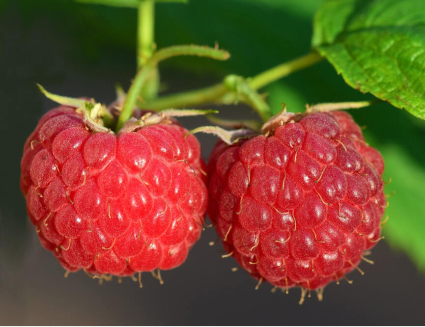 覆盆子,树莓,红树莓的升糖指数(GI值),升糖负荷(GL值)热量,蛋白质含量,碳水化合物含量,嘌呤含量